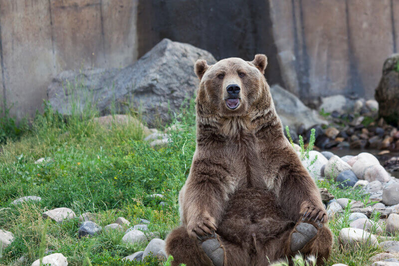 bozeman grizzly