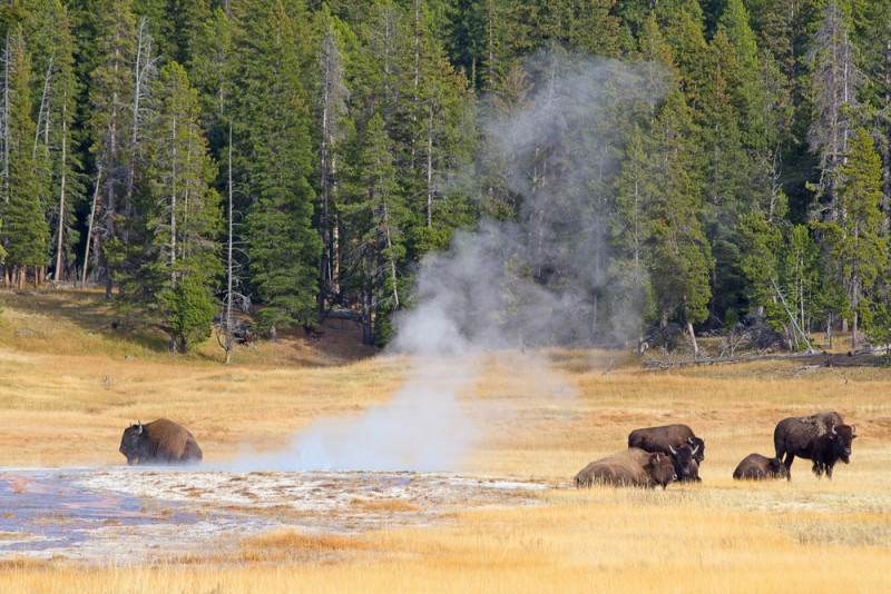 yellowstone park wildlife tours