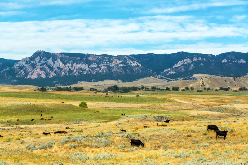 The Bighorn Mountains, Montana Discovering Montana