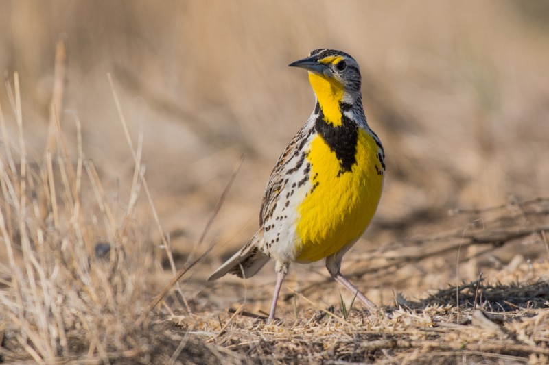 What Is The State Bird of Montana? Discovering Montana