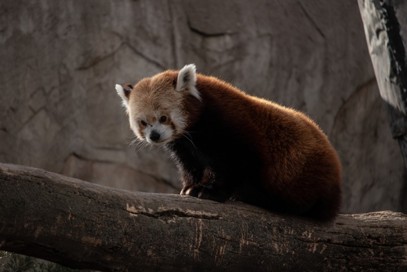 ZooMontana, Billings, Montana Discovering Montana