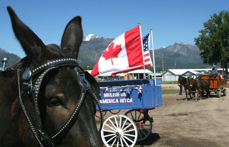 Montana Mule Days, Whitehall, Montana Discovering Montana