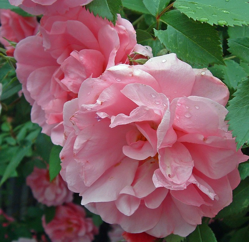 memorial rose garden