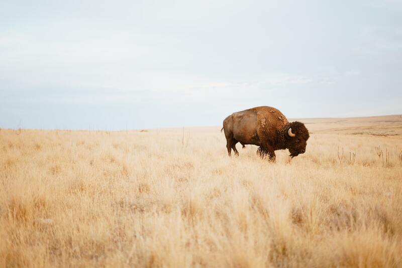 bison