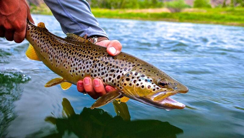 montana angling