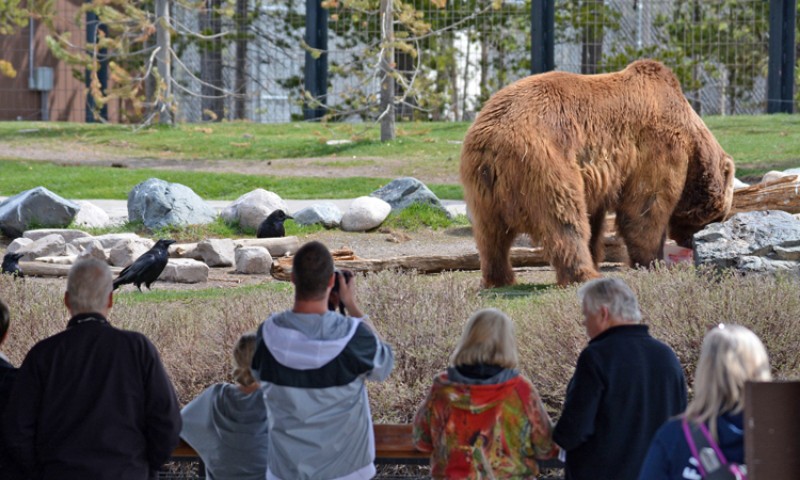 grizzly and wolf discovery center