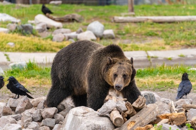 Grizzly And Wolf Discovery Center, Montana Discovering Montana