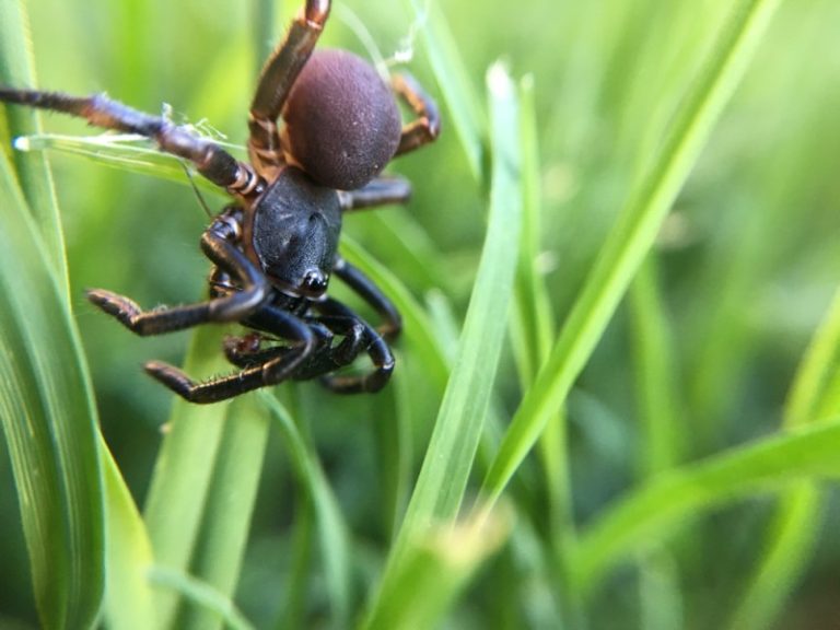 Spiders In Montana What You Must Know Discovering Montana