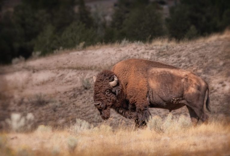 7 Best Things to Do in Montana During Fall