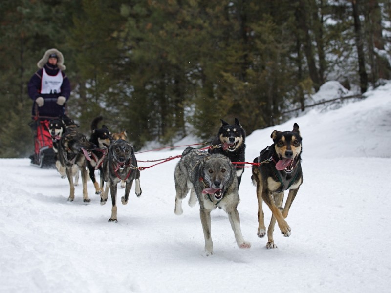 experience dog sledding in montana