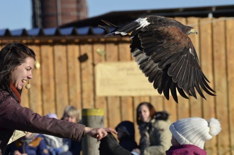 Bridger Raptor Festival, Bozeman - Discovering Montana