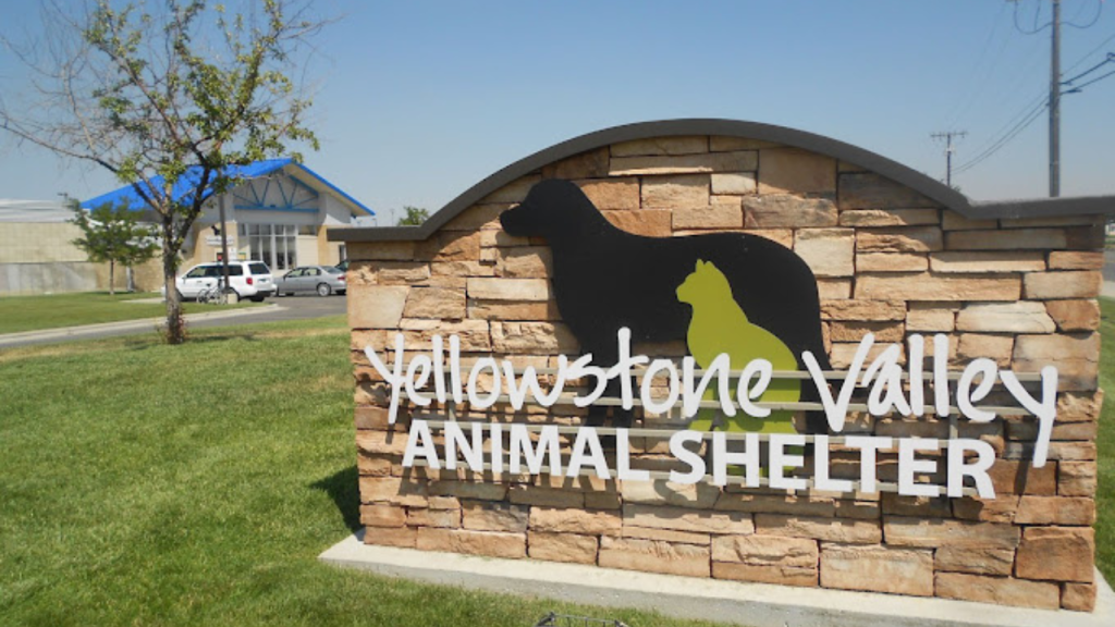 Top Animal Shelters in Montana Find Your Next Best Friend