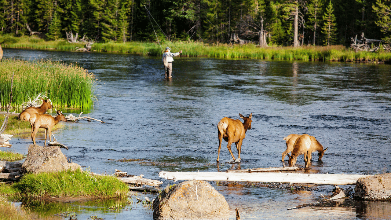 Fly Fishing the Madison River